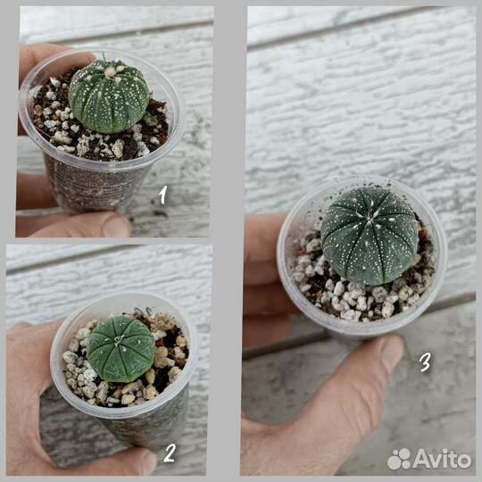 Кактусы сеянцы