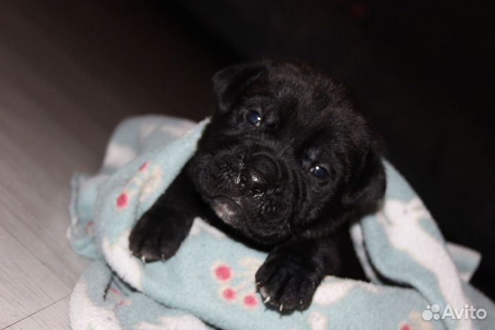 Щенки Кане Корсо