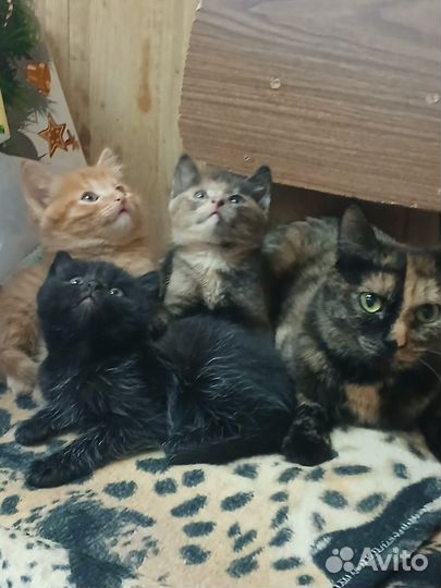 Котята в добрые руки приучены к лотку
