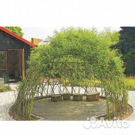 Всё про бамбук в Сочи - Блог о Ландшафтном Дизайне