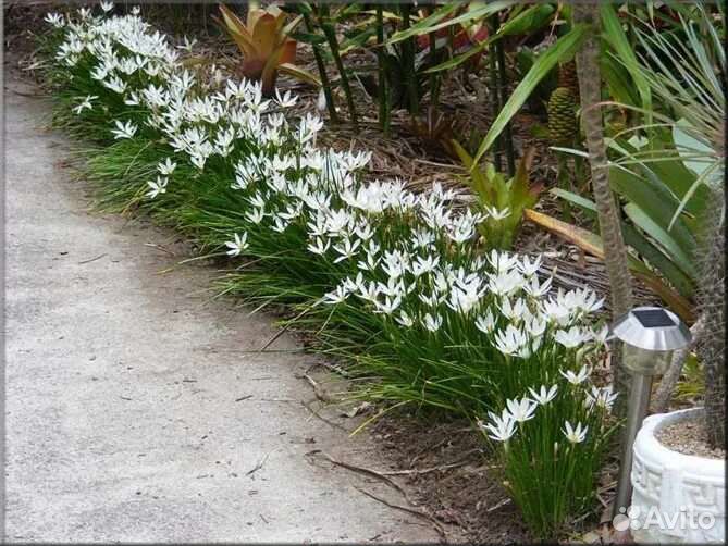 Зефирантес