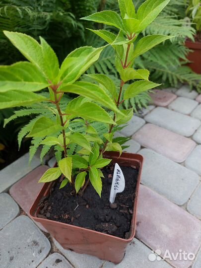 Метельчатые гортензии Самарская Лидия