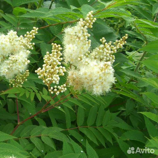 Рябинник рябинолистный