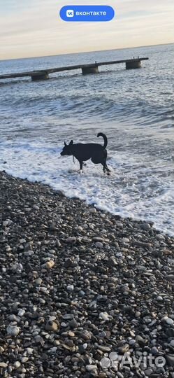 Бельгийская овчарка малинуа