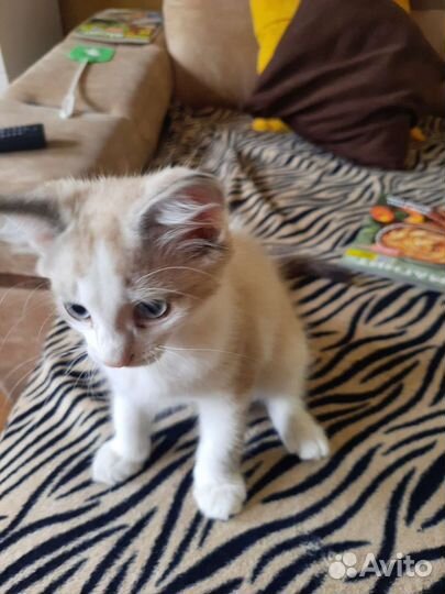 Котенок (мальчик)