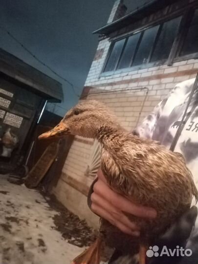 Подсадная утка