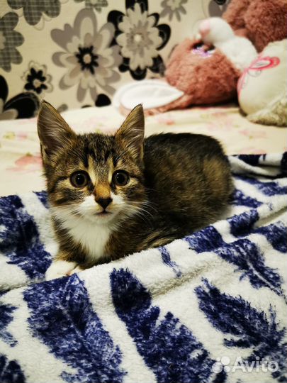 Котята в добрые руки бесплатно
