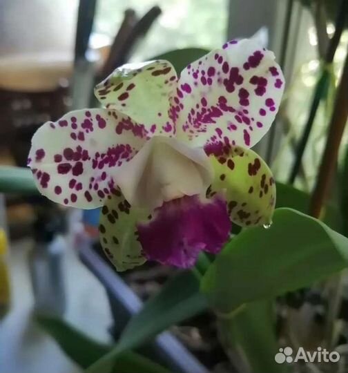 Орхидея очень редкая Cattleya Green Emerald