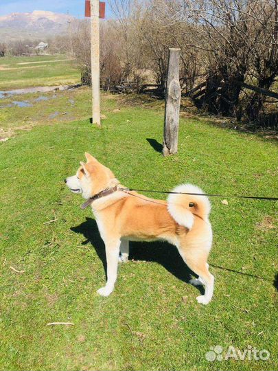 Акита ину вязка