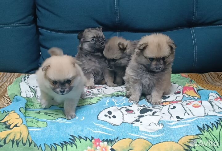 Щенки шпица