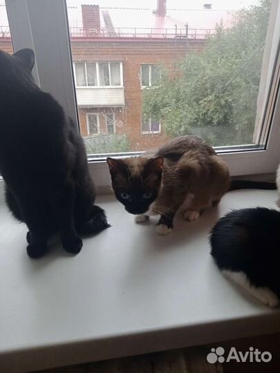 Котята бесплатно