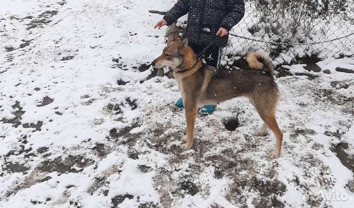 Западно сибирская лайка