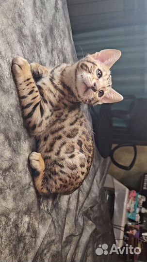 Бенгальская