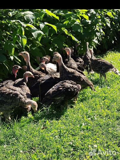 Индюшата 50 дней