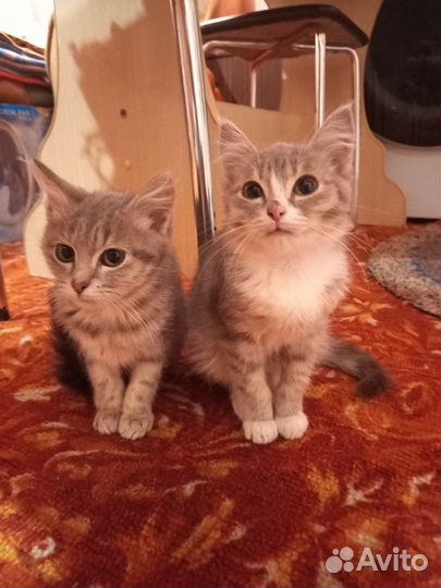 Котята в добрые руки мальчики