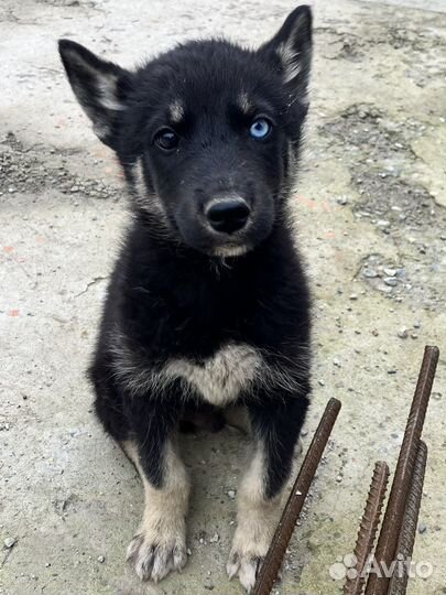 Хаски-ротвейлер