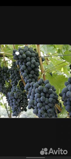 Виноград
