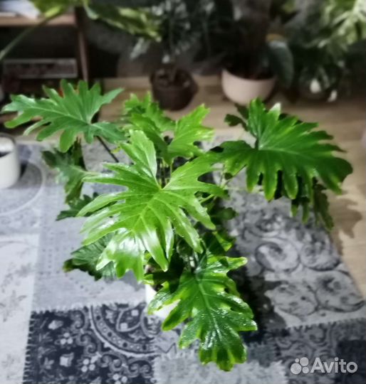 Филодендрон Селло, Selloum Шангри Ла