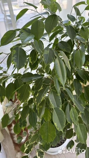 Фикус бенджамина большой