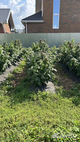 Ремонтантная малина Пингвин/Атлант/Брянское Диво