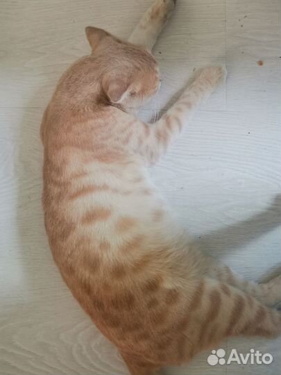 Шотландец вислоухий