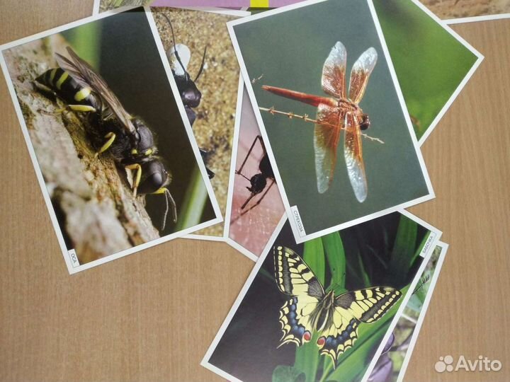 Наглядность для нач. школы