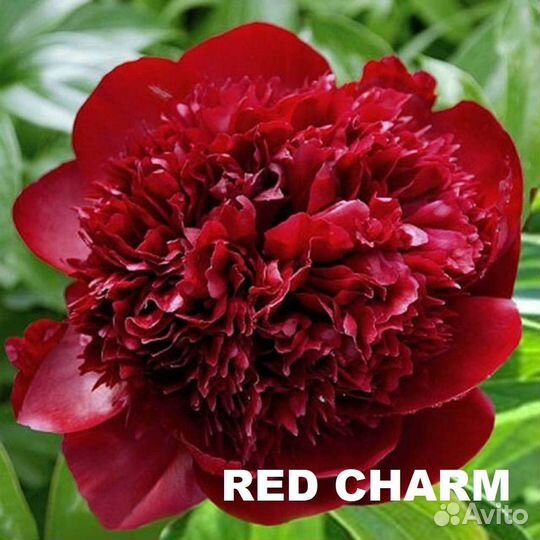 Голландские корни пионов урожай 2023г