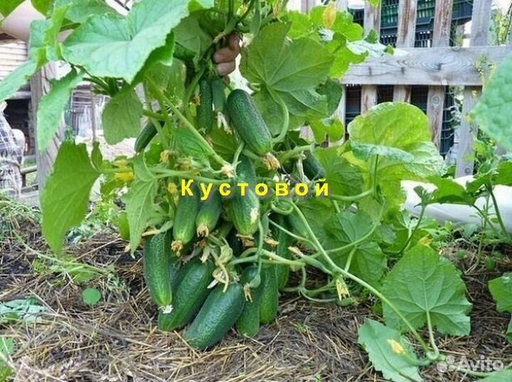 Огурцы из СССР - комплект 3 сорта по 20+ семян