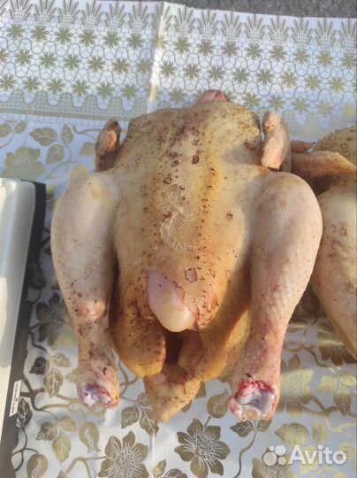 Домашний бройлеры