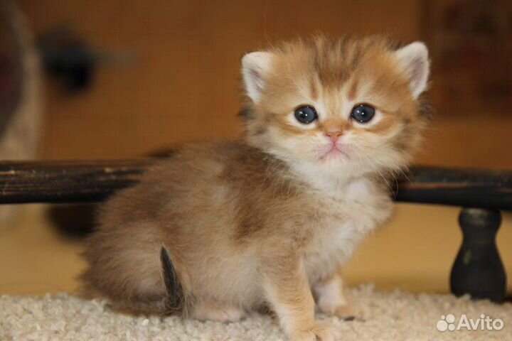 Шотландская золотая шиншилла