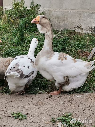 Холмогоры вывод 15 мая