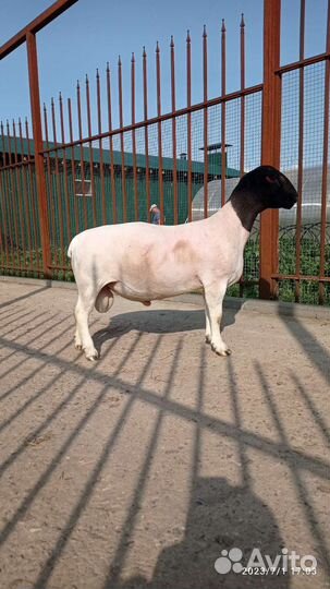 Продам дорпер