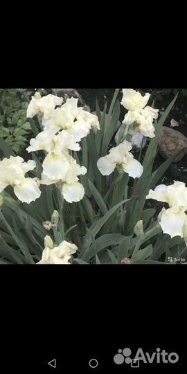 Ирисы карликовые