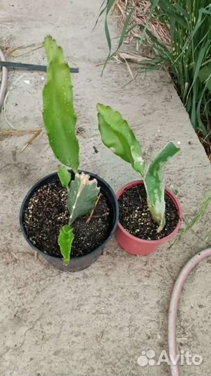 Питахайя саженцы