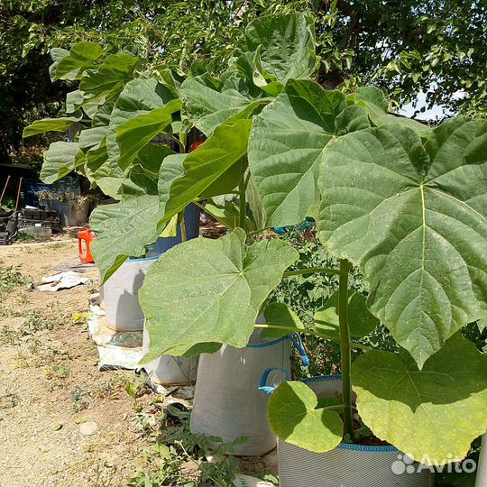 Самое Быстрорастущее Дерево Павловния Шан Тонг