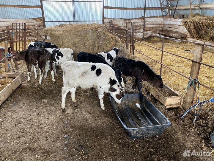 Телята. Телки и бычки