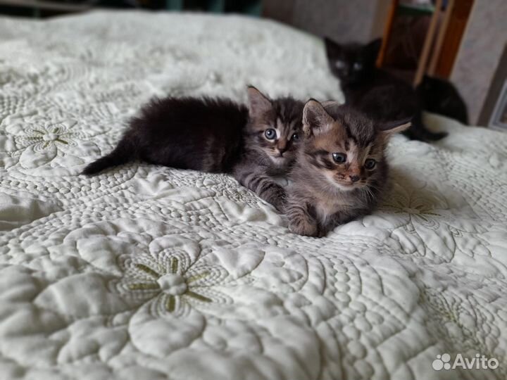 Котята в добрые руки