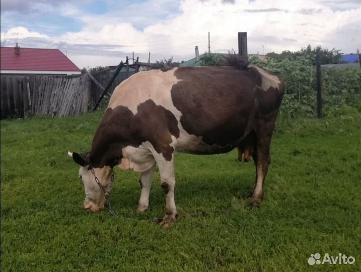 Продам быка, телят, коров