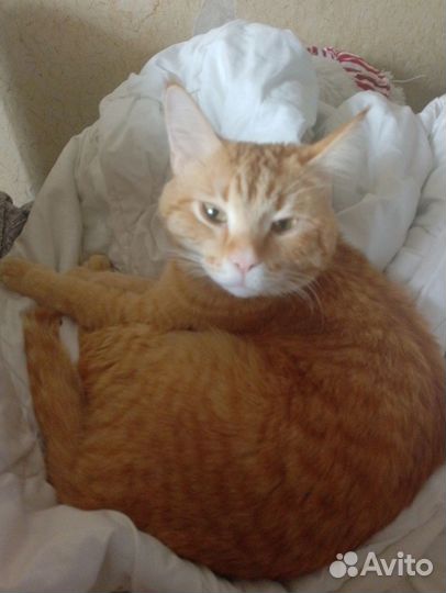 Отдам в добрые руки