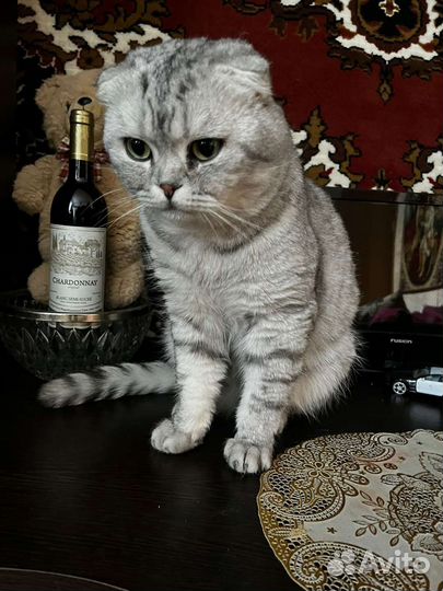 Шотландский кот вязка