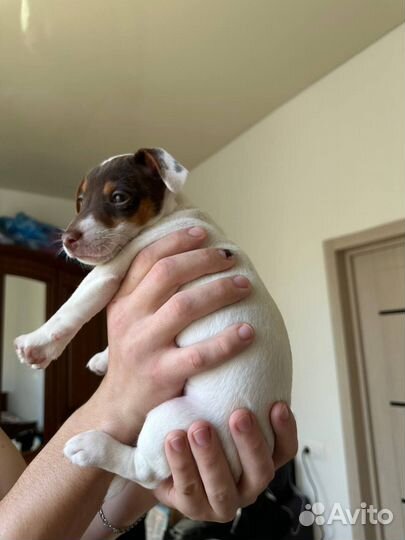 Щенок джек рассел девочка