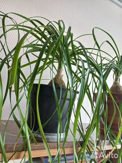 Растение Нолина Бокарнея