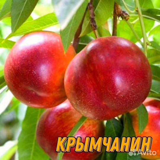 Саженцы персика