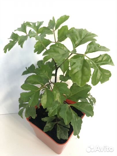 Комнатные растения. Микс