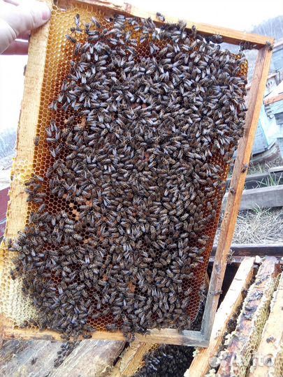 Пчелосемьи с ульями