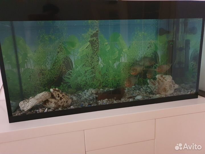 Стильный современный аквариум с хищными пираньями