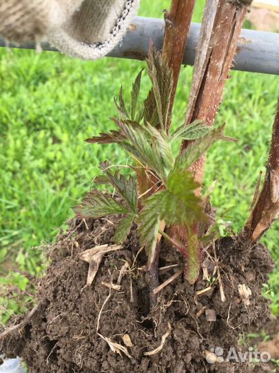 Саженцы малины ремонтантной 