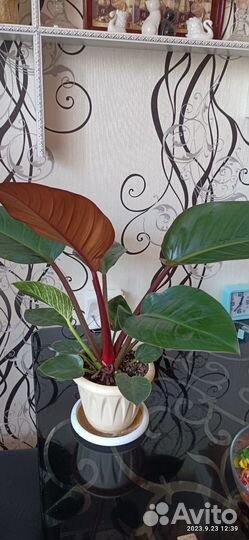 Филодендрон