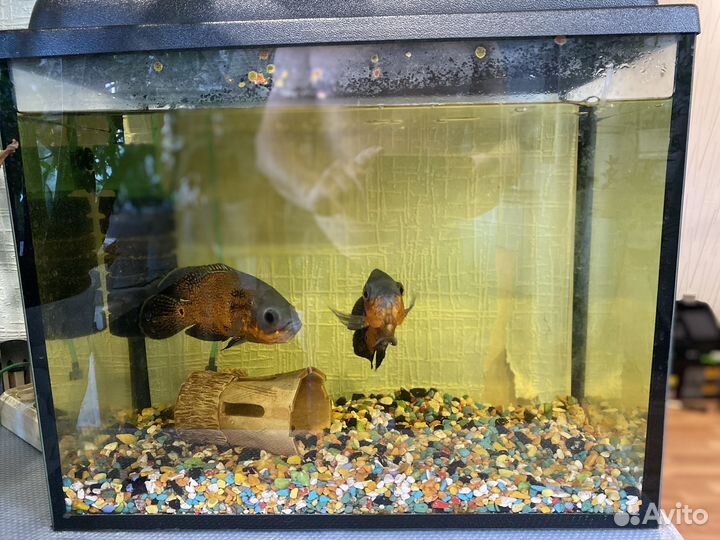 Аквариум