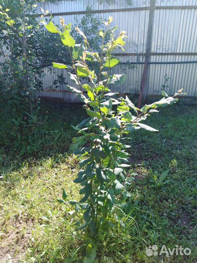 Саженцы слива